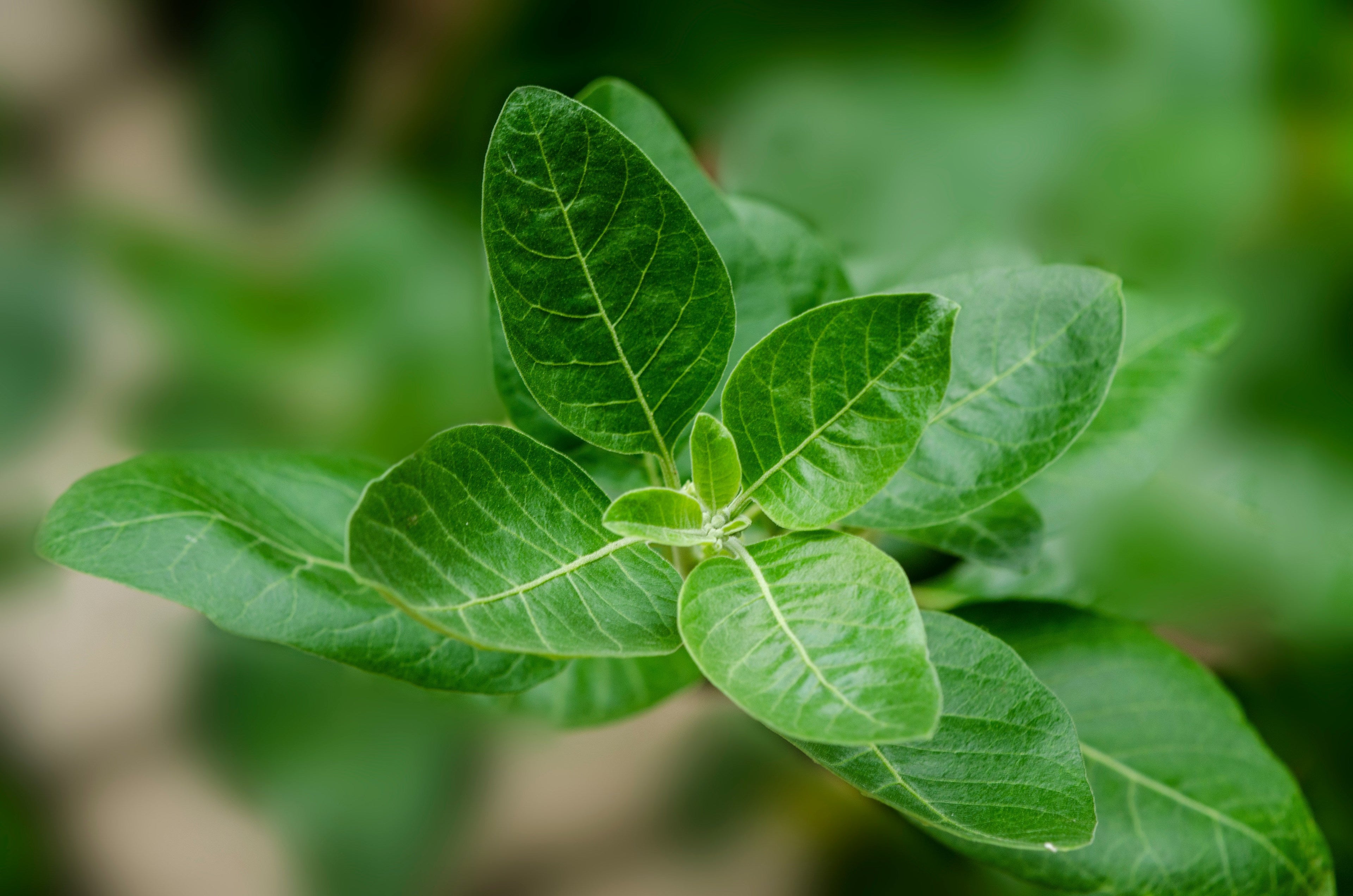 Ashwagandha: a traditional botanical for balance and resilience