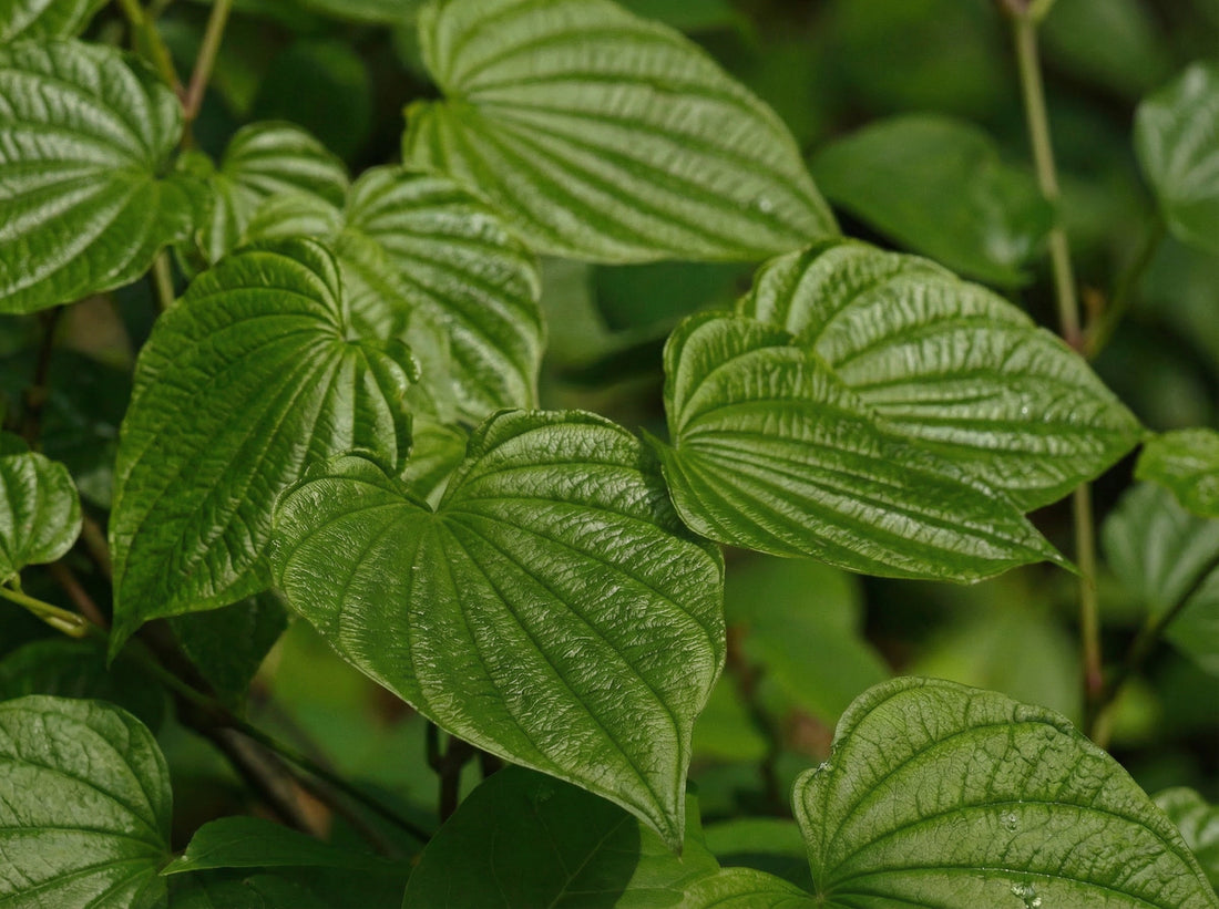 Wild Yam: a botanical traditionally associated with women’s wellness