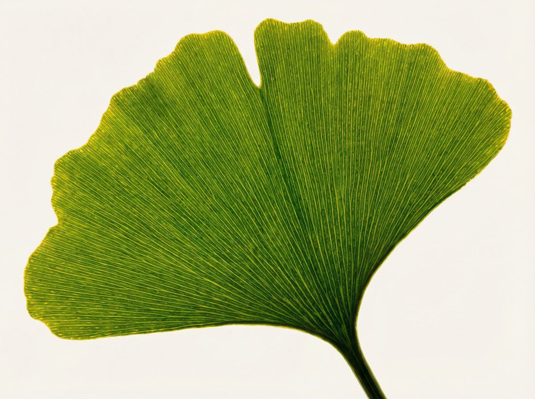 Ginkgo Biloba: an ancient tree associated with mental clarity