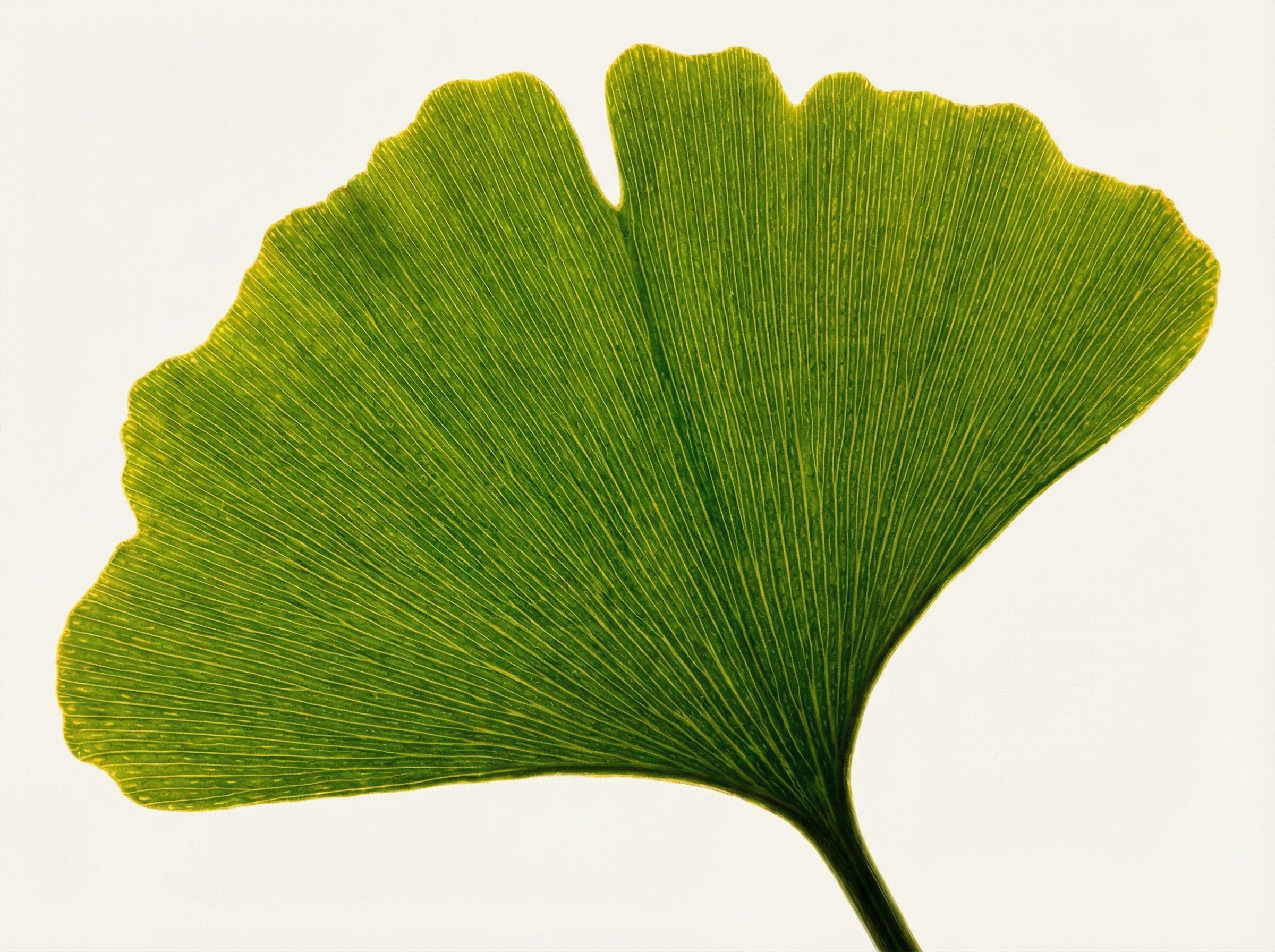 Ginkgo Biloba: an ancient tree associated with mental clarity