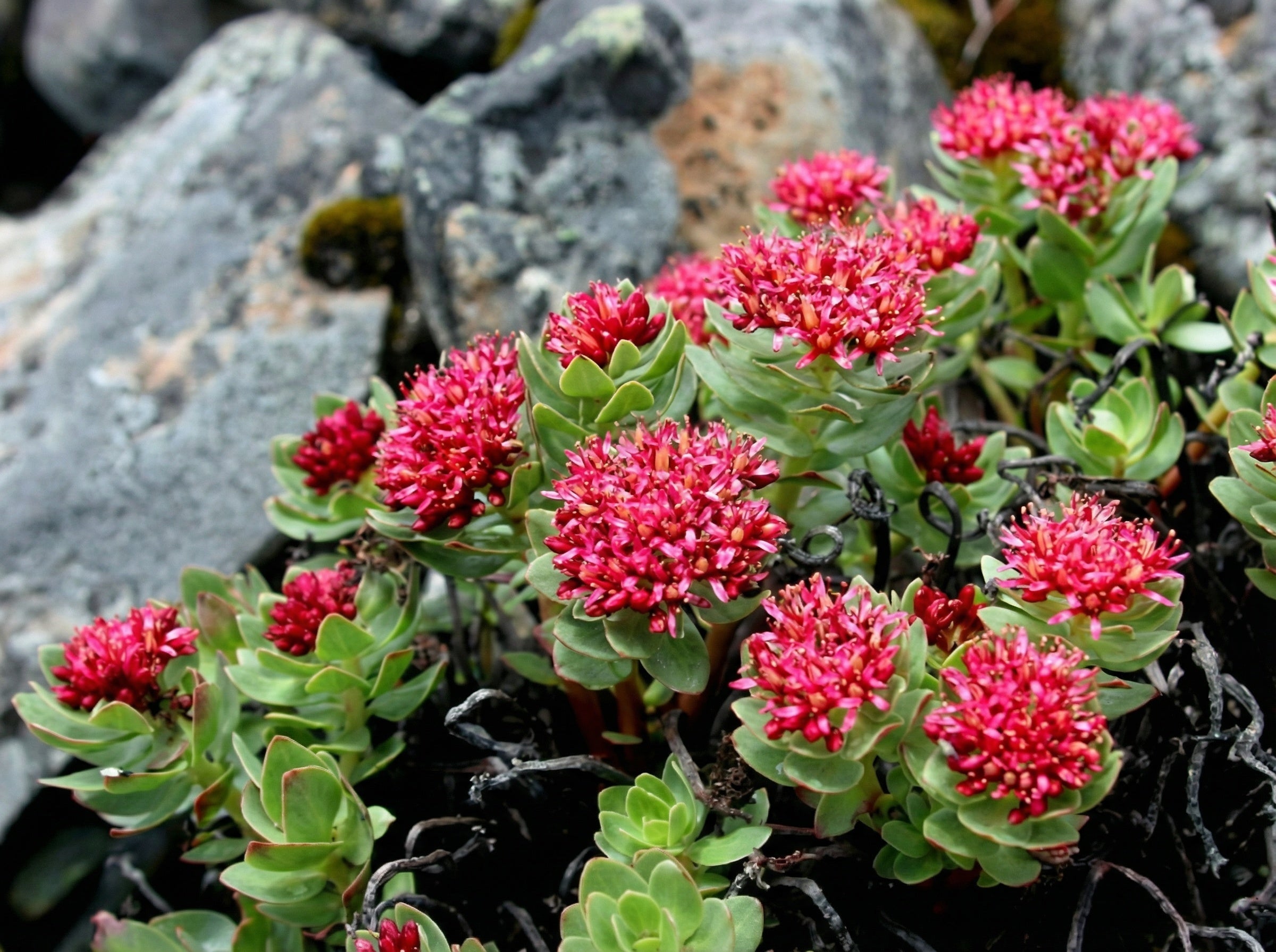Rhodiola Rosea: a plant linked to balance in demanding times