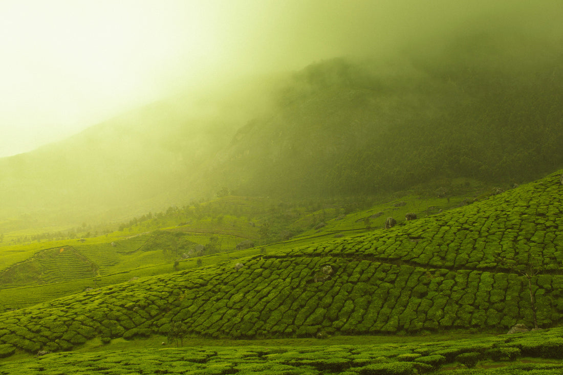 L-Theanine: calm focus from nature